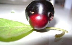 Hanuma form in Apricot